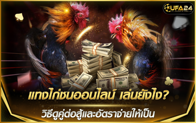 แทงไก่ชนออนไลน์ เล่นยังไง? วิธีดูคู่ต่อสู้และอัตราจ่ายให้เป็น